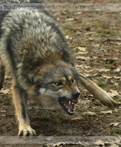  Angry волк