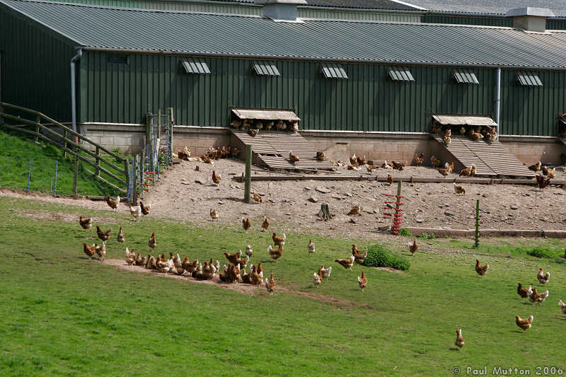 Free Range Chicken Farm