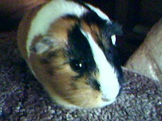  My Cute Guinea Pig