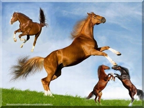  horsefight2