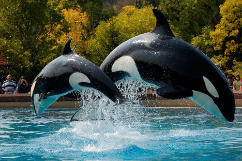 orcas