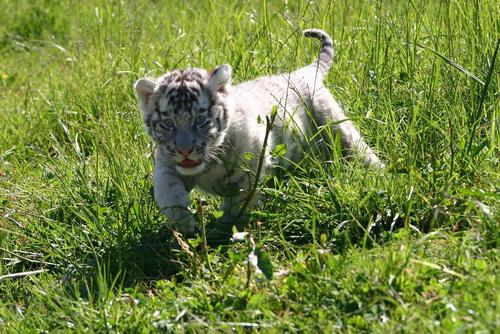 tiger cub, anak harimau