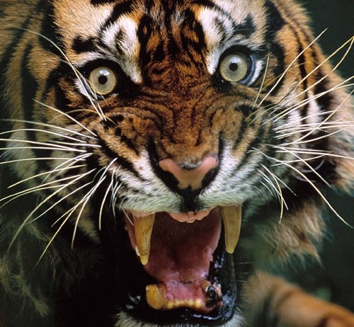  Tiger fondo de pantalla