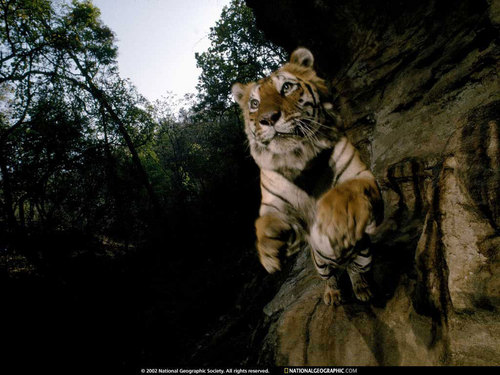  Tiger Hintergrund