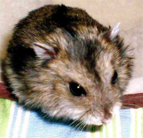  Dwarf hamster