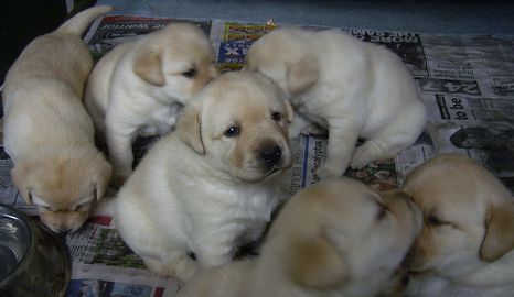  Labrador Puppies
