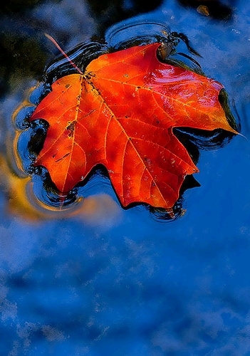  maple with Sky Reflection