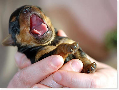  Yawning anjing, anak anjing