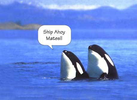  orca funny :D