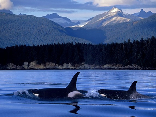  orcas & wild