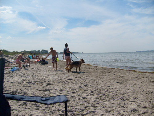  Dog ساحل سمندر, بیچ in Sweden