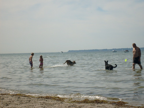  Dog 海滩 in Sweden