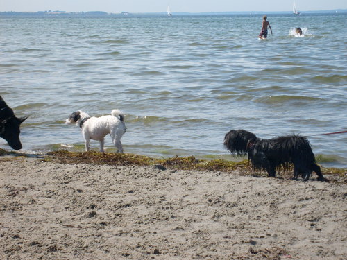 Dog Beach in Sweden