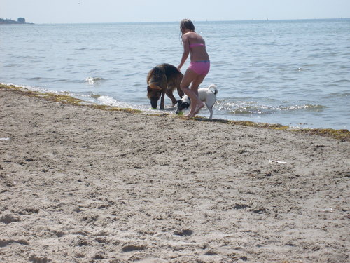  Dog ساحل سمندر, بیچ in Sweden