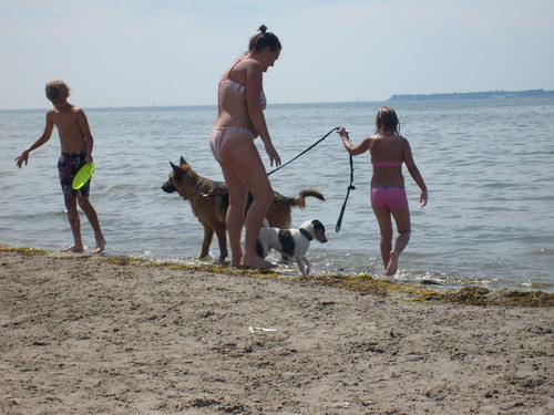  Dog beach, pwani in Sweden