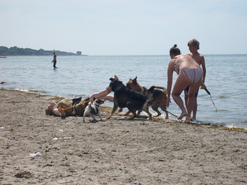  Dog 海滩 in Sweden