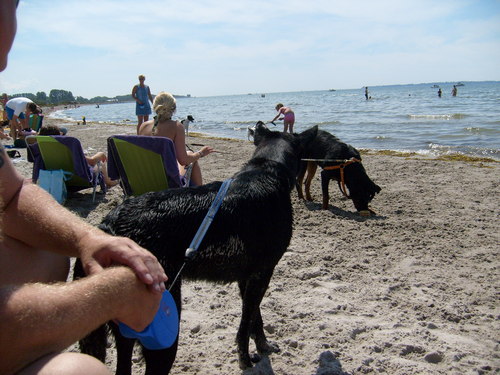  Dog beach, pwani in Sweden