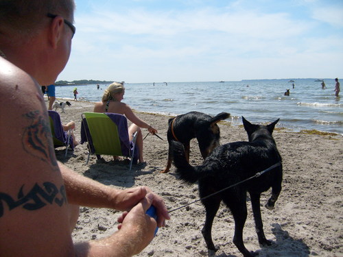  Dog समुद्र तट in Sweden