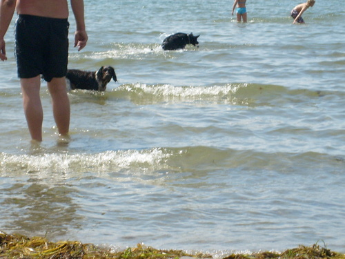  Dog समुद्र तट in Sweden