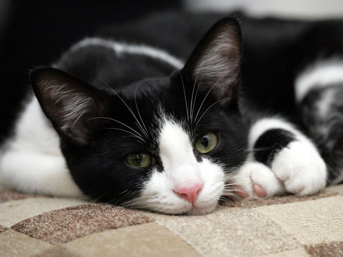  Black-white cat.