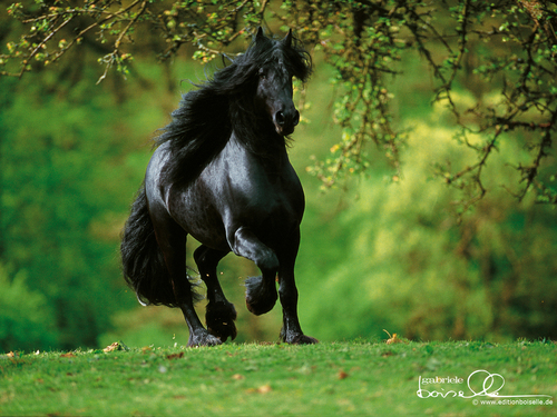  Horse Hintergrund