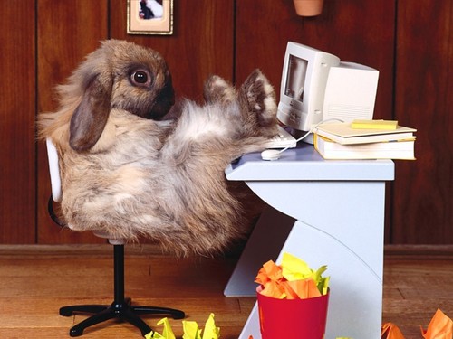  CEO Rabbit Relaxes