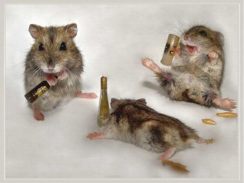  Drunk Mice