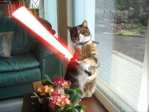 Jedi Cat