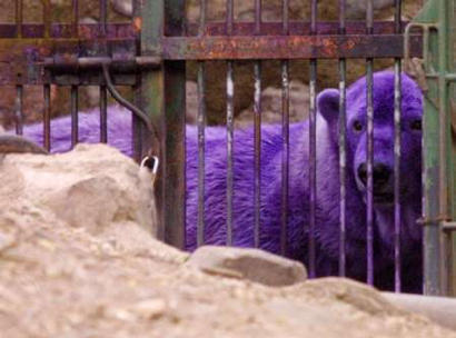  Purple Polar くま, クマ