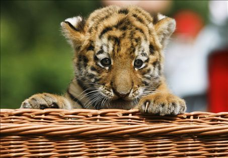 tiger cub, anak harimau