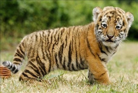 tiger cub, cub ya tiger