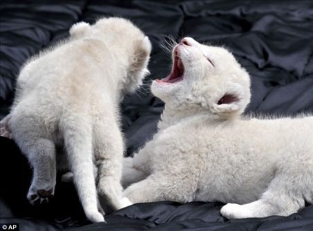  White lion cubs