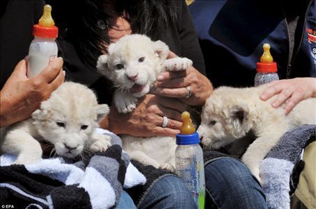  White lion cubs