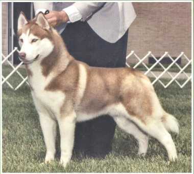  Another husky MDR