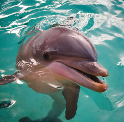  Dolphin<33333