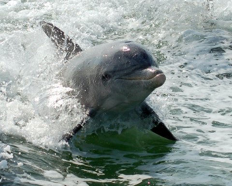 Dolphin!!!