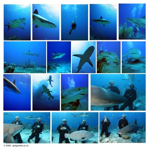 Many sharks!!!!!!<3333