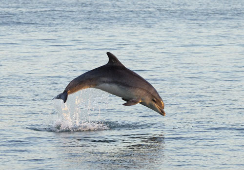  dolphin!<333