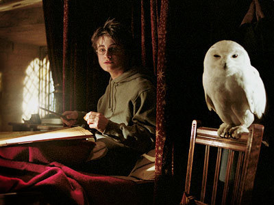  hedwig and harry