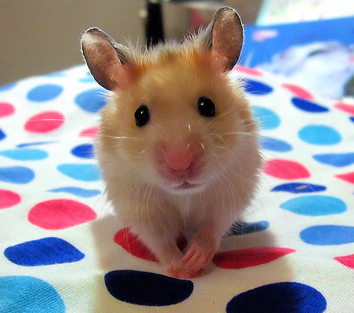  Cutie hamster