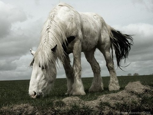  Shire horse