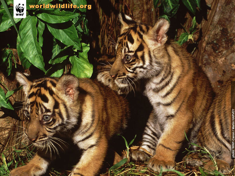 Tiger cubs w'paper