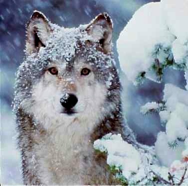  lobo in the Snow