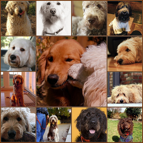  goldendoodle collage