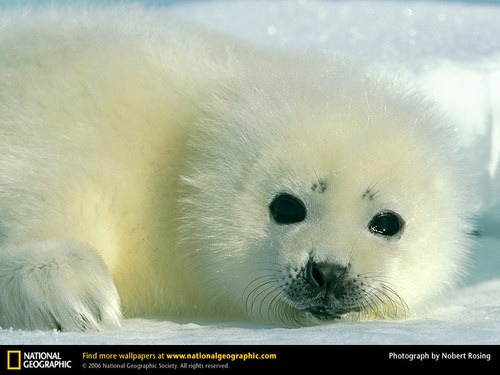 Baby Harp seal w'paper