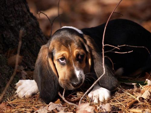  chó săn nhỏ, beagle cún yêu, con chó con