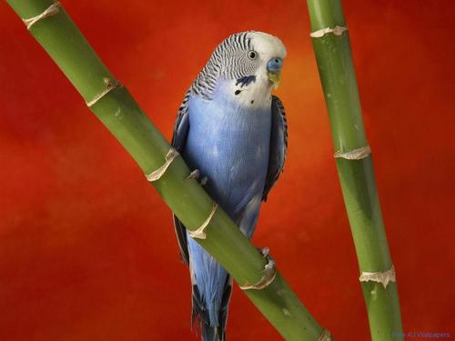  Blue And White Budgie