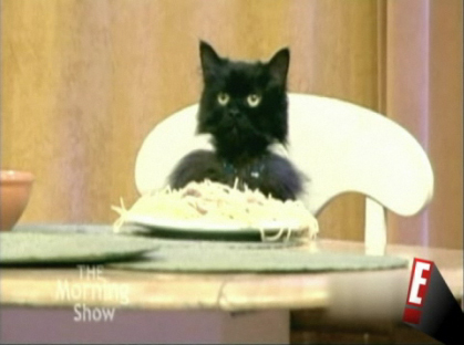  Cat Eating espaguetis, espagueti