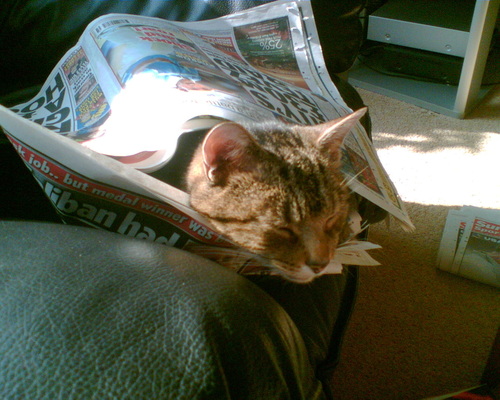  Jasper wrapped up in a newspaper