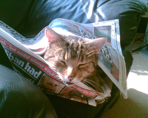Jasper wrapped up in a newspaper